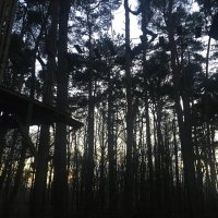 Woodywing (@woodywing) 's Twitter Profile