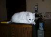 I'm the cat on staff at Harts Run Veterinary Hospital