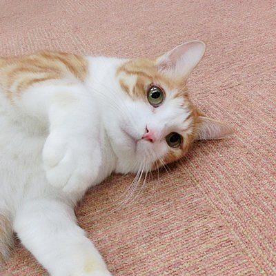 名古屋市から委託を受けて、(公)名古屋市獣医師会が運営しています。地域猫活動、ペットの飼主募集・譲渡会、動物愛護教室等、動物愛護への関心・理解を深め、正しい飼い方を普及すると共に、のら猫・多頭飼育崩壊の減少、保護犬猫の飼育の普及を図っています。フォローやリプライ・ダイレクトメールへの対応は行いませんのでご了承ください。