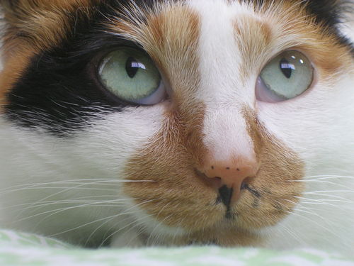 猫とすずめと2時間サスペンスが好きで、家事は苦手なダメダメ奥さんです。どうでもいい独り言ばかりなので、フォローしてもお得なことは何もありません。フォロー返しはあんまりしません。ごめんなさい。