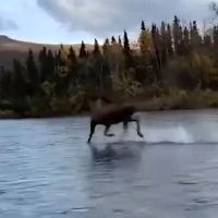 Spooky Moose (@moose_sharks) 's Twitter Profile