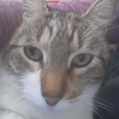 RojasMarchisio's profile picture. COMO TE DUELE LA COLA, DESDE 26 DE OCTUBRE