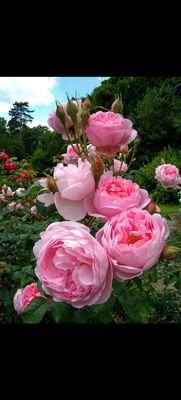 Reyajul59359279's profile picture. Reyajul