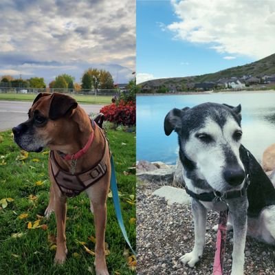 MAIA, 11 year old Boxer mix, rescued at 9, CINDY 🌈 Always in our hearts (2007-2021)