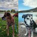 Daisy🐶 Maia🐕😇 and Cindy🐕😇 (@estrellamarzo72) Twitter profile photo Daisy🐶 Maia🐕😇 and Cindy🐕😇 (@estrellamarzo72) Twitter profile photo