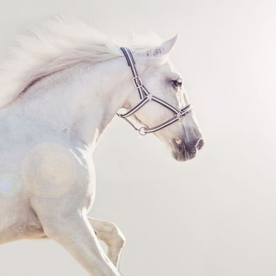 Bella0Cherry's profile picture. Hi hi (●’◡’●)ﾉ