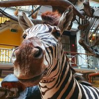 Dublin's Dead Zoo(@DublinDeadZoo) 's Twitter Profile Photo