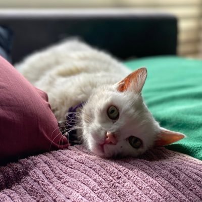 I am cute and cuddly and often sleepy. Sadly Lilly Cat crossed the rainbow bridge on 08/Oct/2022 after 20y of bringing joy to her family. She’s dearly missed 💔