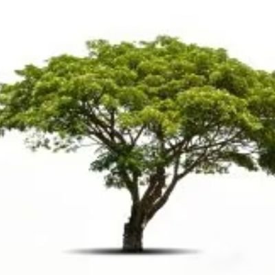 dgonmat's profile picture. 