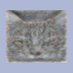 mfers all up in my OODA loop (@cat_neuron) Twitter profile photo mfers all up in my OODA loop (@cat_neuron) Twitter profile photo