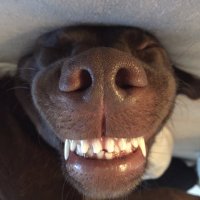 Nils Laursen (@nilslaursen) 's Twitter Profile Photo Nils Laursen (@nilslaursen) 's Twitter Profile Photo