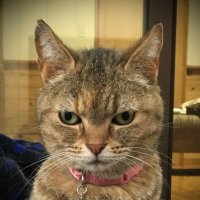 陽介【Rioパパ】 (@yousuke33) 's Twitter Profile