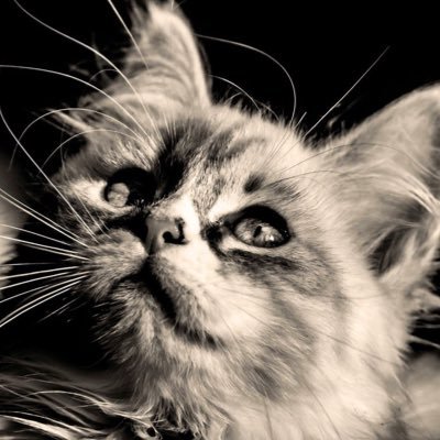 ちゃんねるさんのプロフィール画像