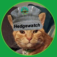 Garfield the Ginger Ninja (@ninja_garfield) 's Twitter Profile