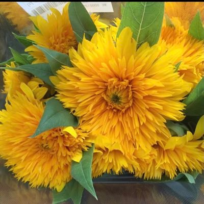sunflower 𖧷 Profile