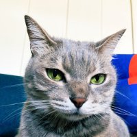 コテち (@tore_2021) 's Twitter Profile