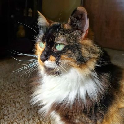 Orezeca's profile picture. https://t.co/yuytvLMPr9

Infosec -- Gaming