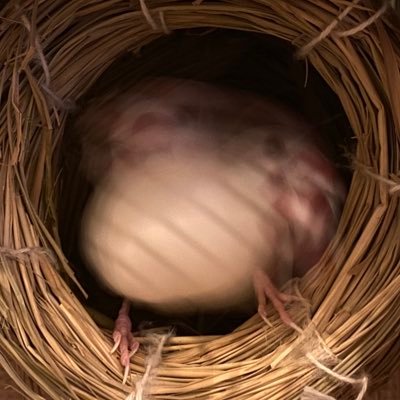ぶんぶんぶんちょうさんのプロフィール画像