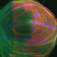 Molecular and Cellular Biology (@mcb_sheffield) 's Twitter Profile