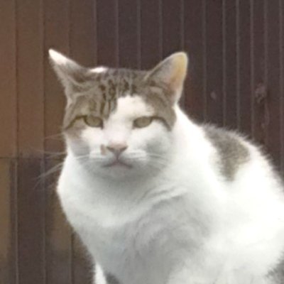 猫 ねこ 猫 ねこ。
無言フォロー失礼します!
無言フォローも歓迎です😻
▶ 宣伝・お礼・あいさつの「DM」🆖「リプライ」🆖
▶ 副業🈲 猫救済のクラファン🈲 投資🈲 エロ🈲 鬱投稿🈲
▶ フォロバ代わりの「いいね残し」はご遠慮ください💖
▶ 六四天安门事件