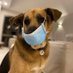 Baloo (@baloothedog) Twitter profile photo Baloo (@baloothedog) Twitter profile photo