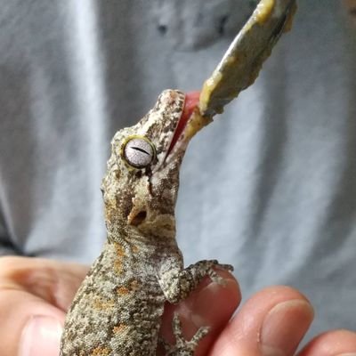 raisugecko Profile Picture