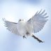 @me_kabu_ph