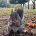 Red Squirrel Girl (@redsquirrelgirl) Twitter profile photo Red Squirrel Girl (@redsquirrelgirl) Twitter profile photo