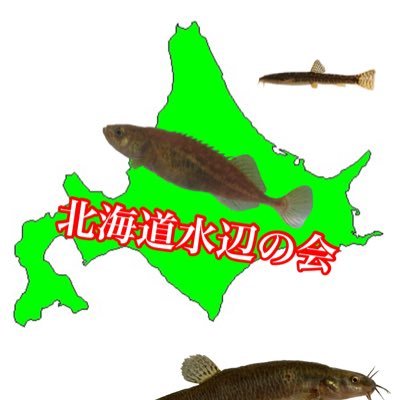 北海道水辺の会のTKです。出身地は上富良野町。北海道の淡水魚情報を発信していきます。採取地に関する質問にはお答え出来ませんのであしからず。