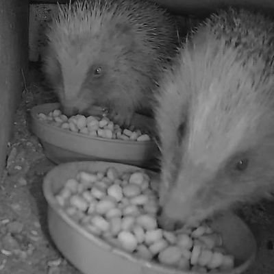 MikeEwins's profile picture. Work-adult social care. Passions-better care outcomes for citizens, family life in Handsworth (with hedgehogs), safe active travel for all, and Carlisle United!