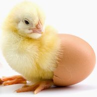 The Canadian Hatching Egg Producers(@CHEP_POIC) 's Twitter Profile Photo