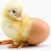 The Canadian Hatching Egg Producers (@chep_poic) Twitter profile photo The Canadian Hatching Egg Producers (@chep_poic) Twitter profile photo
