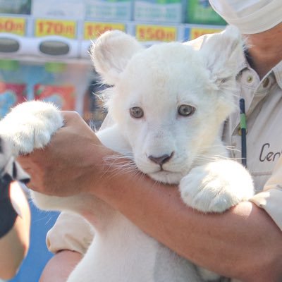 動物写真用アカウント。大きい猫ちゃんと爬虫類が大好き。📷🔰