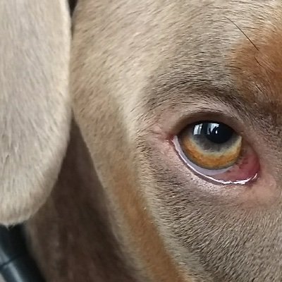 IamBaBaDog's profile picture. 👁 u PAUL (JClamett) for LONG time. FKA Samson, angusatticus, PAUL55898995, Archimedes Socrates, UltraMAGAman, Brayden95421671, Studdley, motuaryman, Joeshmo...