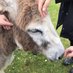 Many Nice Donkeys SUBS CLOSED! (@manynicedonkeys) Twitter profile photo Many Nice Donkeys SUBS CLOSED! (@manynicedonkeys) Twitter profile photo