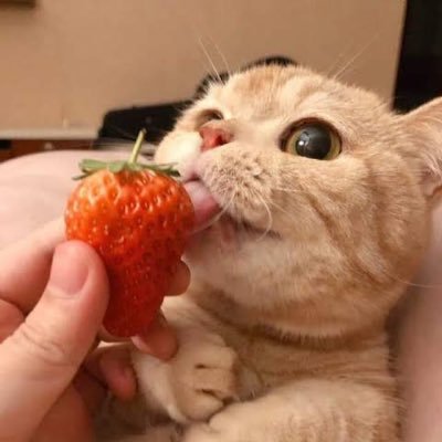 Wimwimさんのプロフィール画像