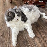 85 Niner (@diogenes6356) 's Twitter Profile