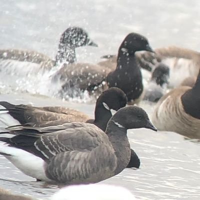 News from the Birdwatch Ireland Louth branch