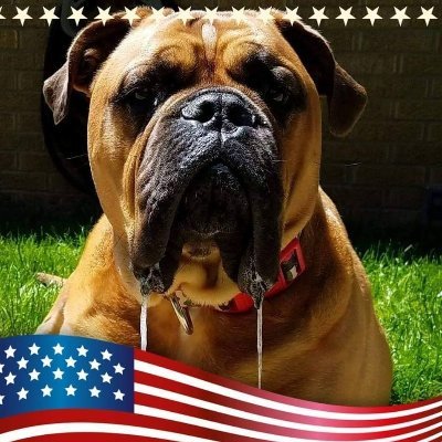 Bigdogproblems2's profile picture. Butler & Maid to 500 pounds of rescue dogs. Mastiffs and English Bulldogs are my life. Student of canine behavior for years.