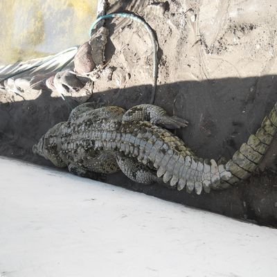 wilianmartines4's profile picture. 