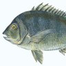 StasSstaaa's profile picture. Just a fish