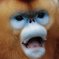 Monkey (@monkey_132) 's Twitter Profile