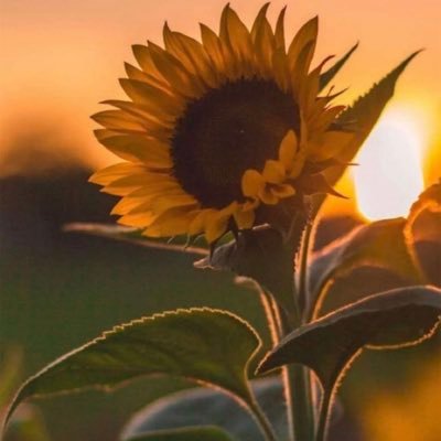 memo_saloom's profile picture. انثى من وحي الحريه