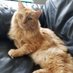 MrCatsFather (@mrcatsfather) Twitter profile photo