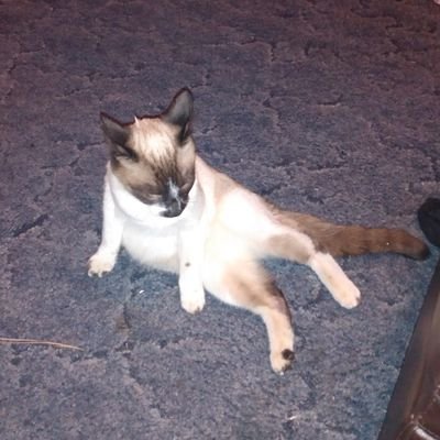 FisGoin's profile picture. Ksjdj#_$&$###