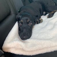 luca (@lucathedoggo) 's Twitter Profile