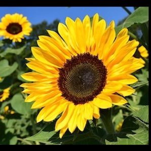 Canadian Society for the Study of Religion 🌻 We are a Canadian academic society oriented to the scholarly study of religion.