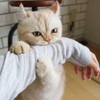 Cats for the win 😻 (@onlycatssss) 's Twitter Profile
