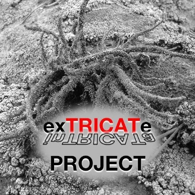 Building conservation networks and Red List assessment of vulnerable lichen Lethariella intricata @IRBioUB @mediambientcat @biologiquesUV @alichenology