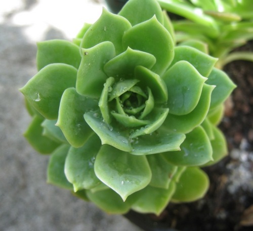 RoseCityGreen's profile picture. Portland Greens work for sustainability & conservation, peace, social justice, and grassroots democracy through the electoral system.